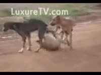Videos of dogs fucking and a Girl